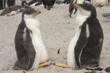 Gentoo Penguins